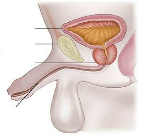 Cystitis to men
